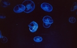 海洋