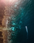 海洋