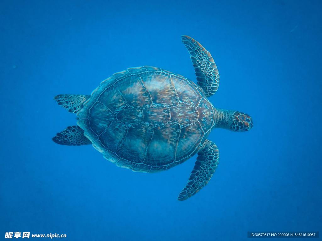 海洋
