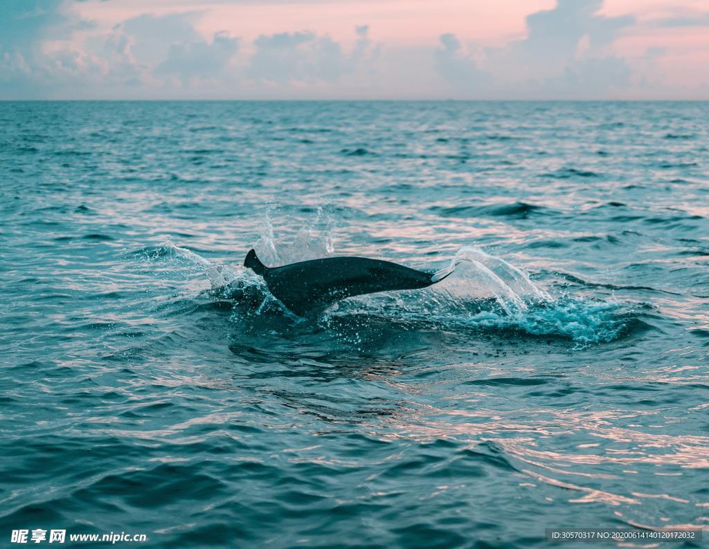 海洋