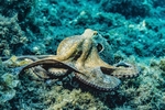 海洋