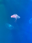 海洋