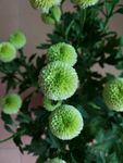 菊