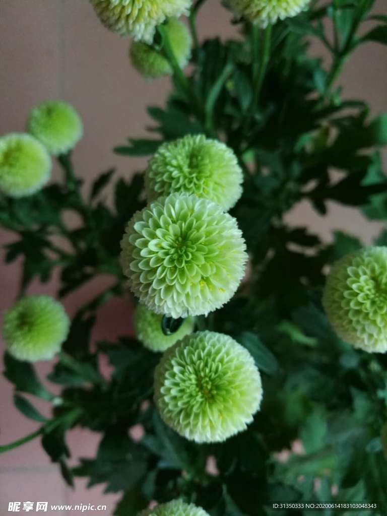 菊