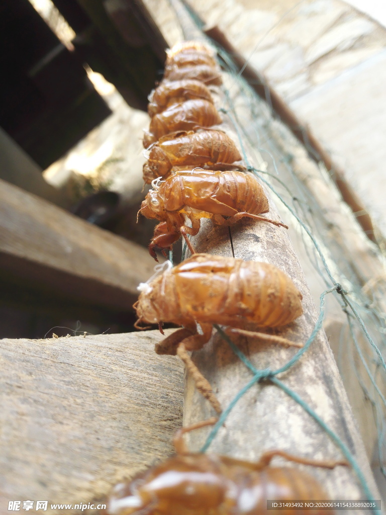 夏季蝉蜕知了猴皮