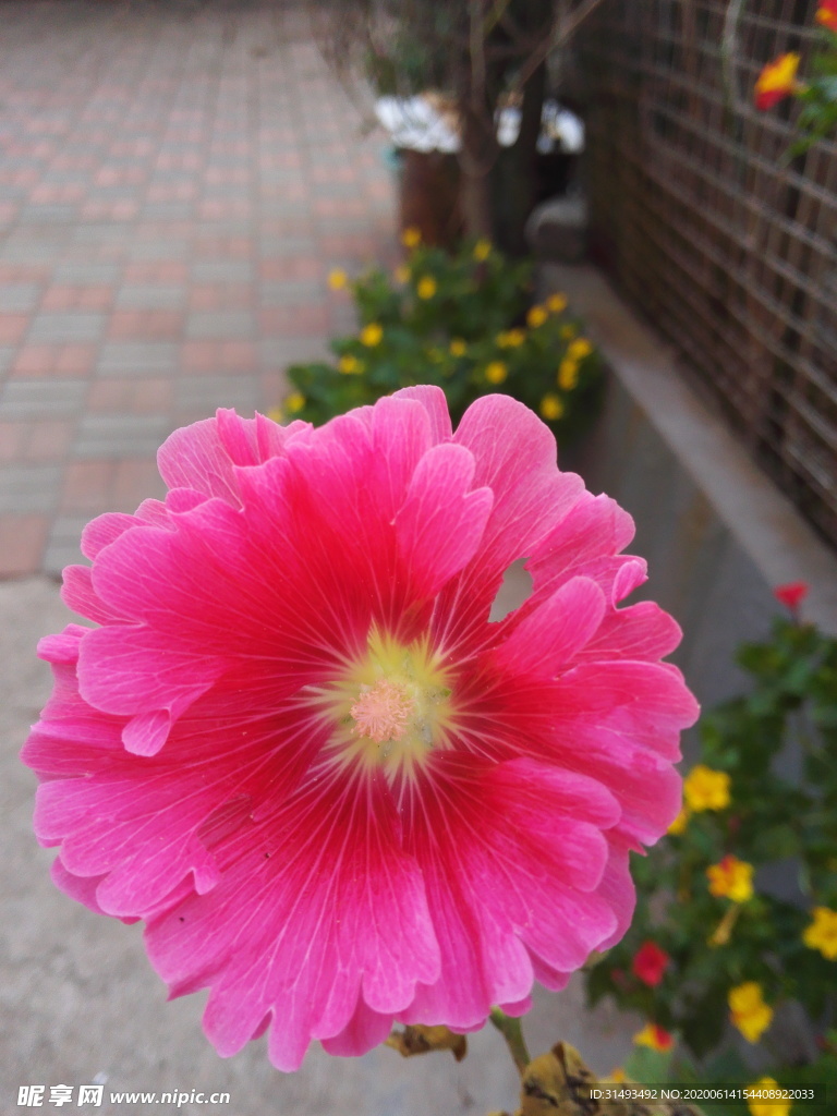 红色鲜花蜀葵花朵