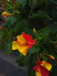 红色黄色紫茉莉花朵