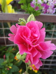 浪漫红色蜀葵花朵鲜花