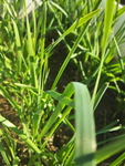 绿色蔬菜韭菜