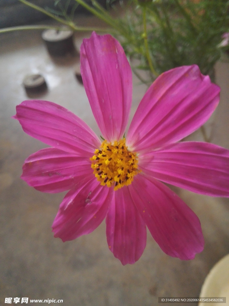 粉色甜美浪漫秋英花朵