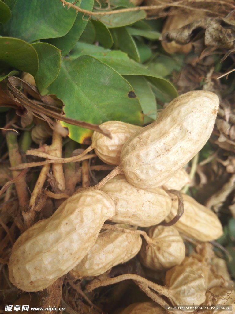 秋天白胖花生果实粮食丰收