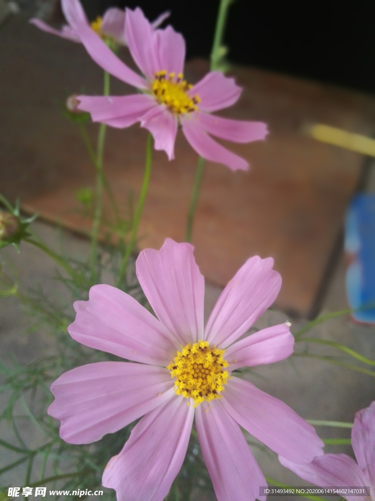 粉色浪漫唯美秋英花朵