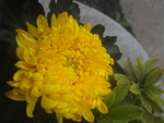 金黄色菊花花朵单枝