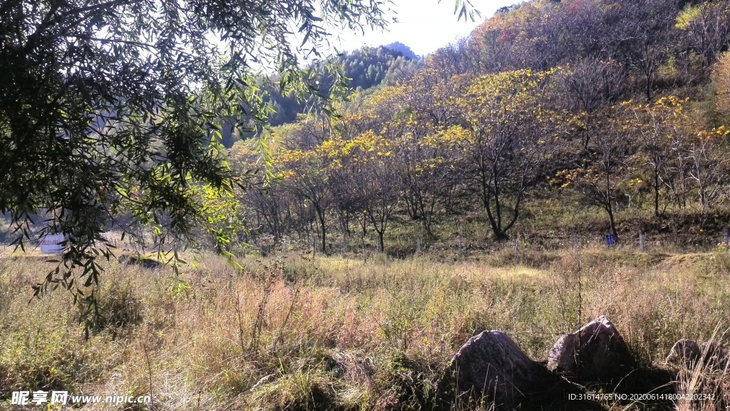 树