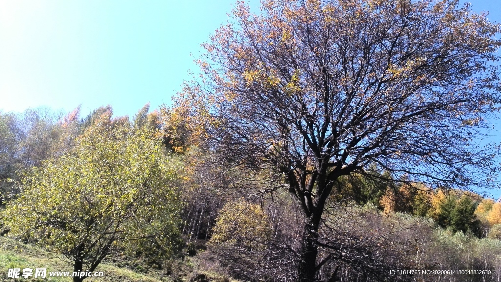 树