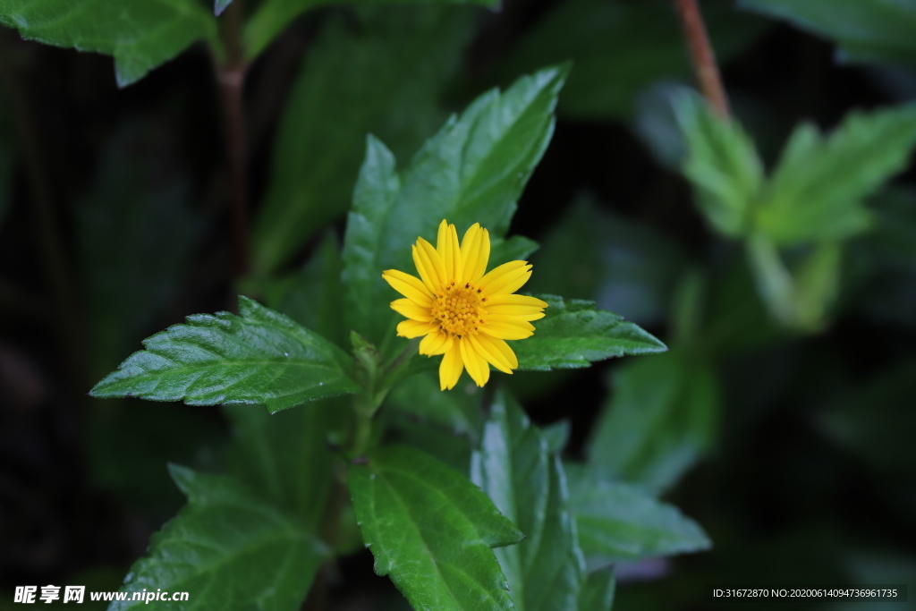 小黄花