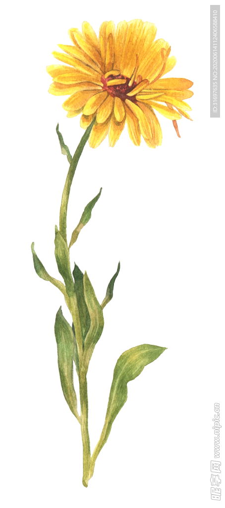 花