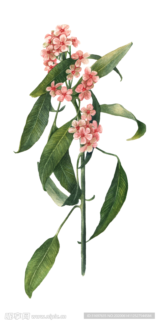 花