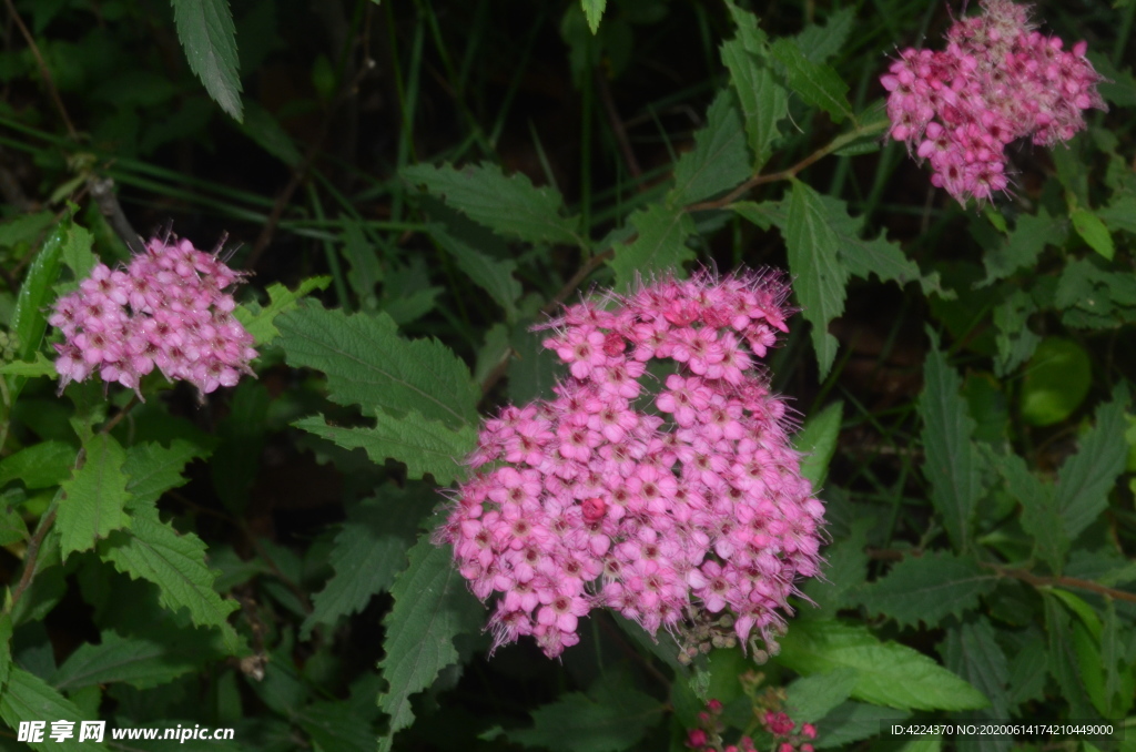 粉花绣线菊