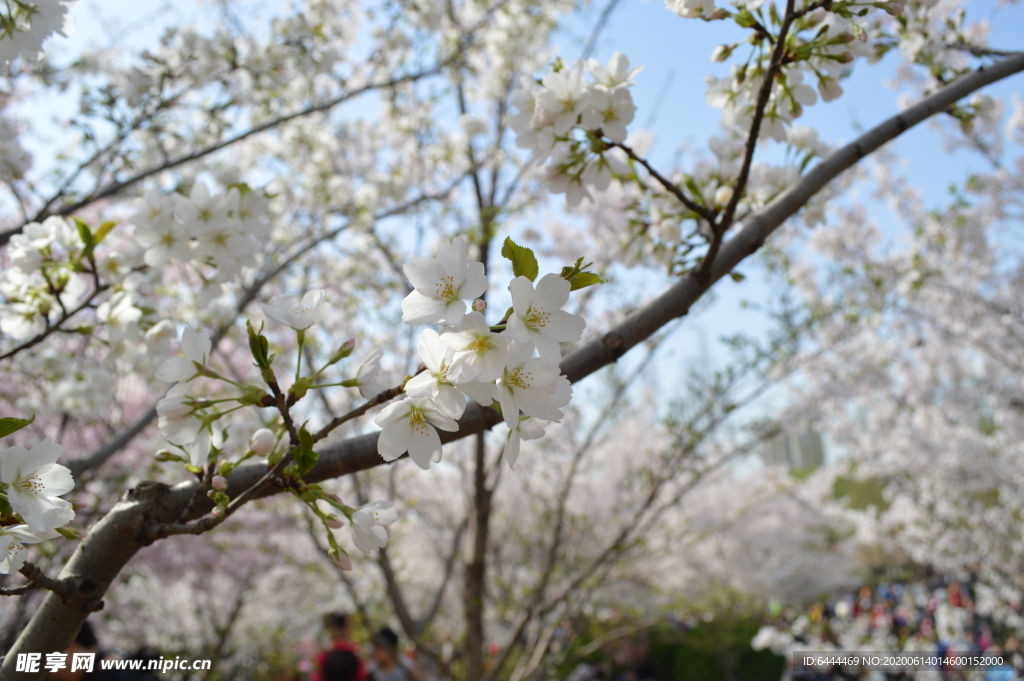 北京玉渊潭樱花