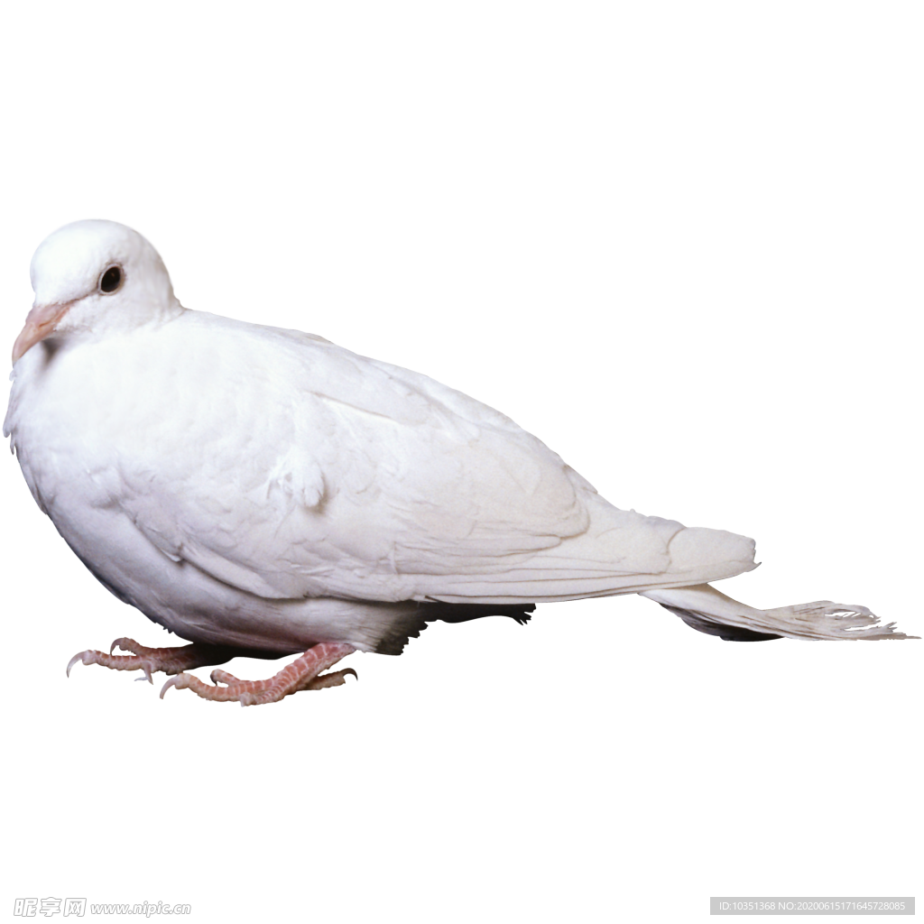 鸽子