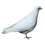 鸽子