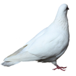 鸽子