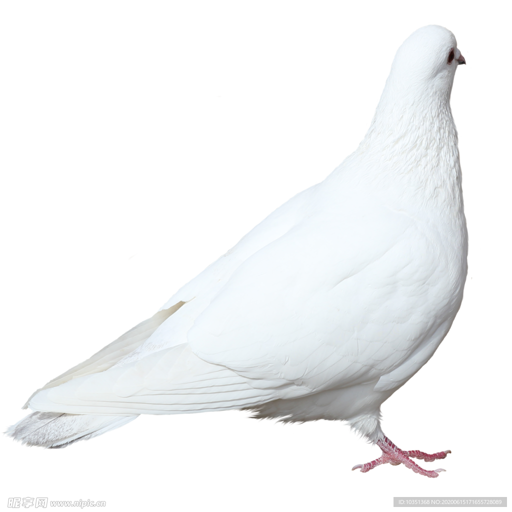 鸽子