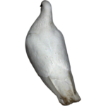 鸽子