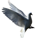 鸽子
