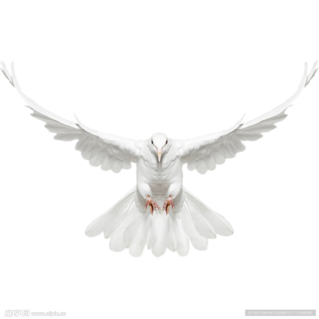 鸽子