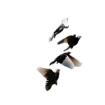 鸽子