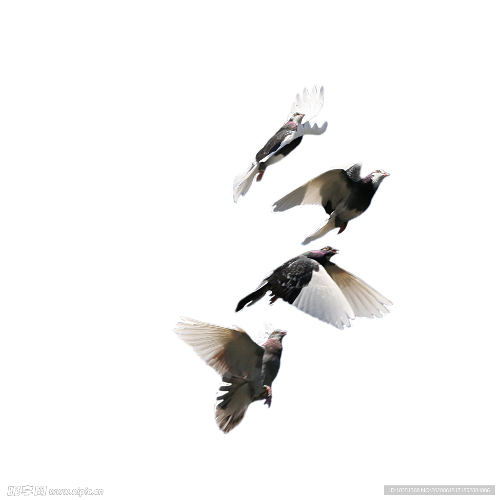 鸽子