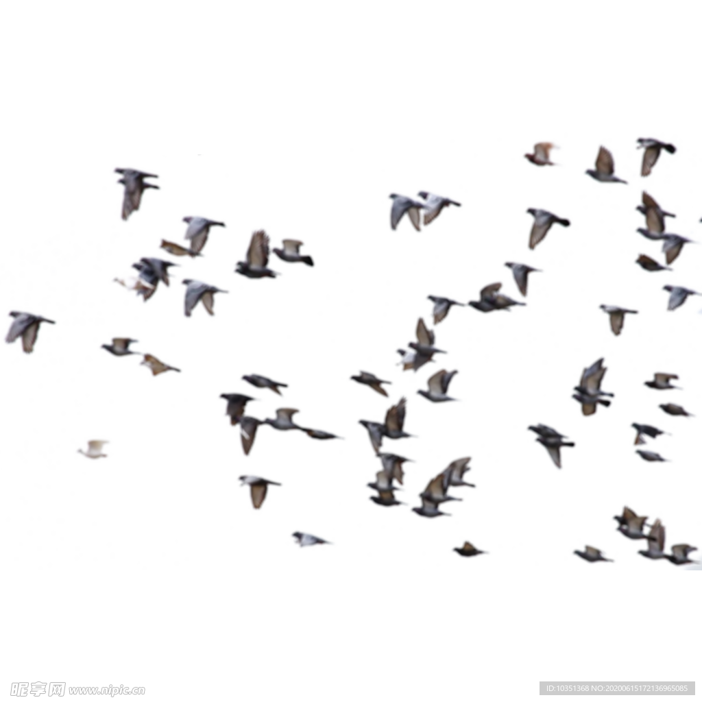 飞翔的鸽群