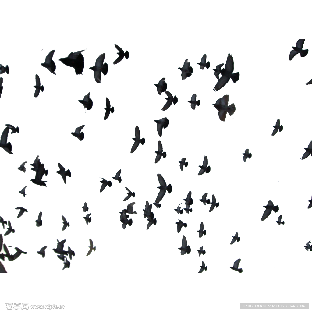 飞翔的鸽群