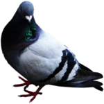 鸽子