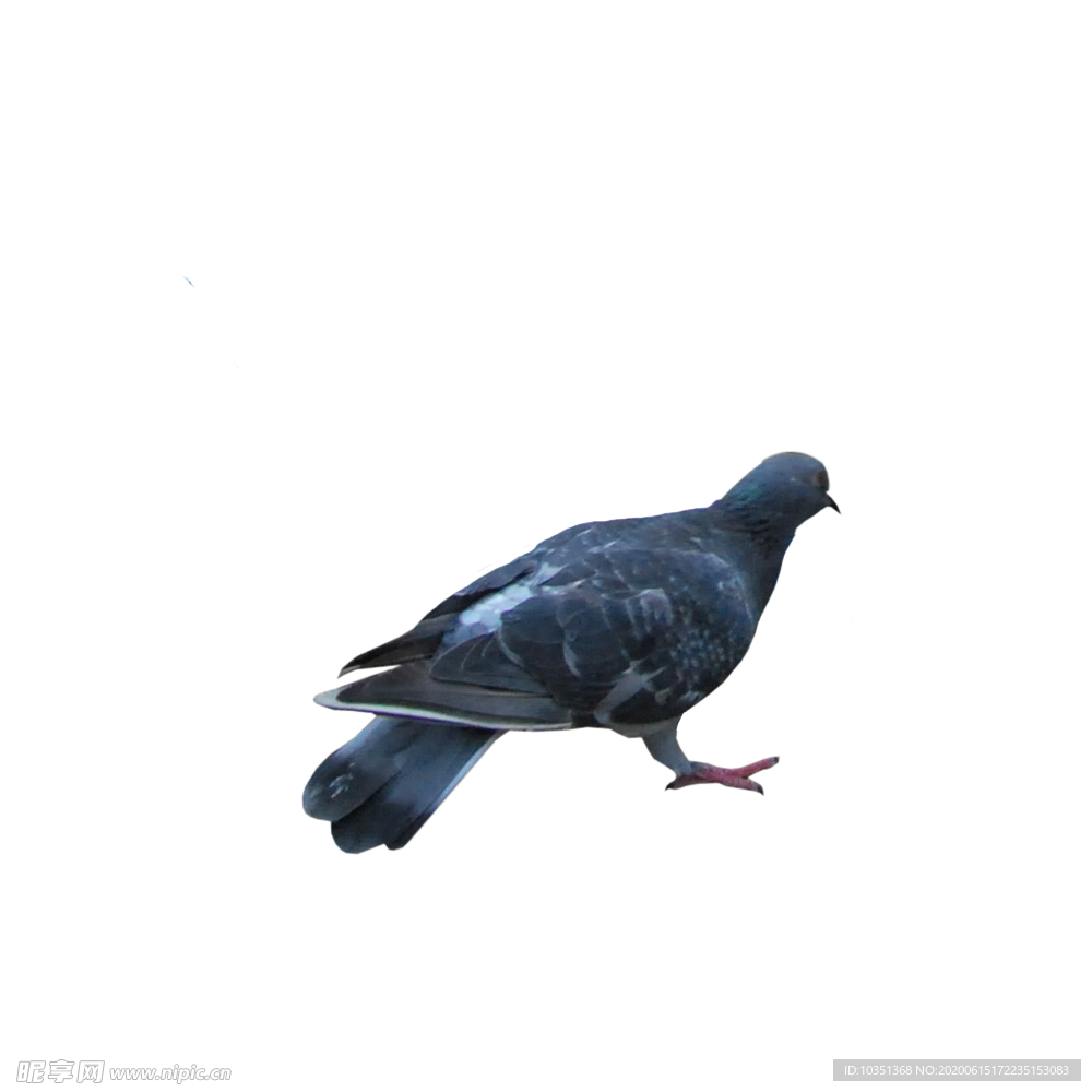 鸽子
