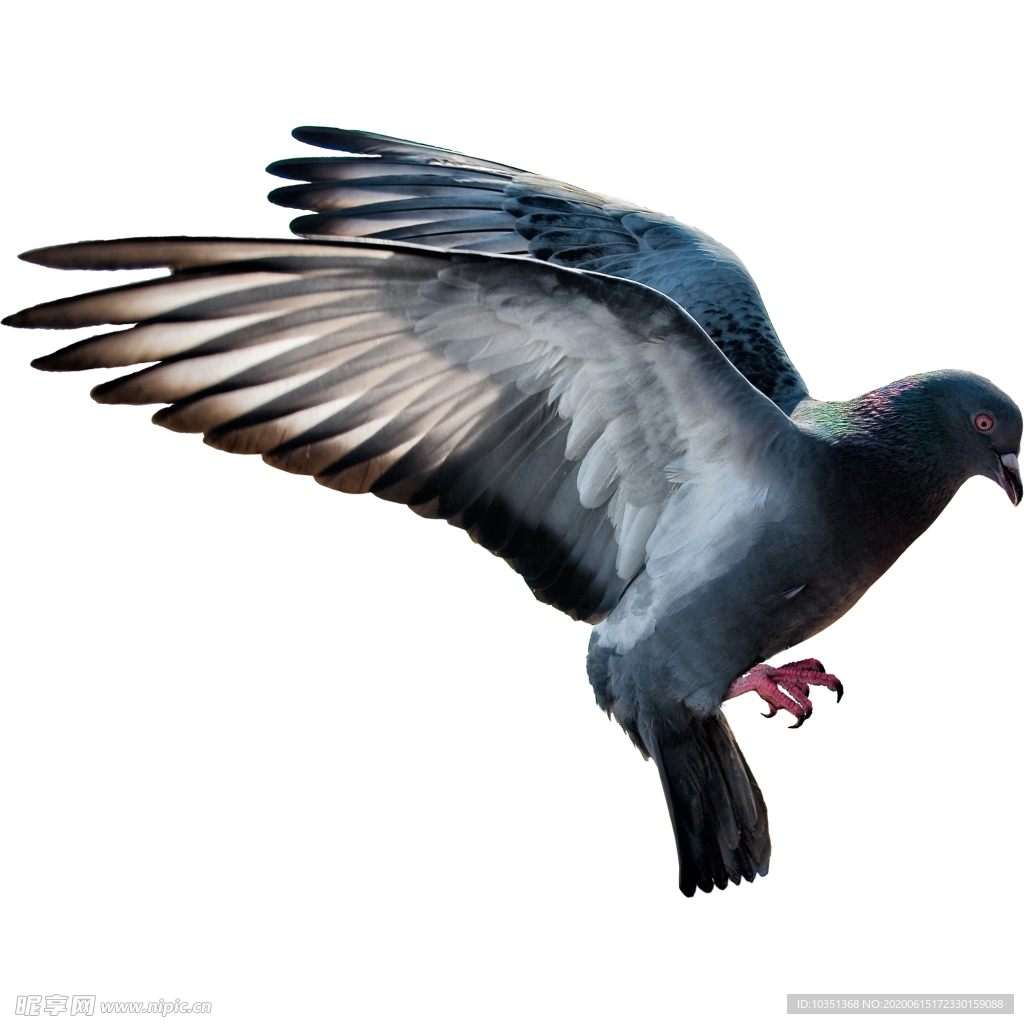 鸽子