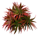 免扣花卉绿叶植物