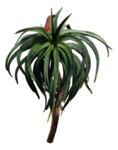 免扣花卉绿叶植物素材