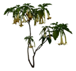 花卉植物素材