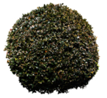 绿色植物素材