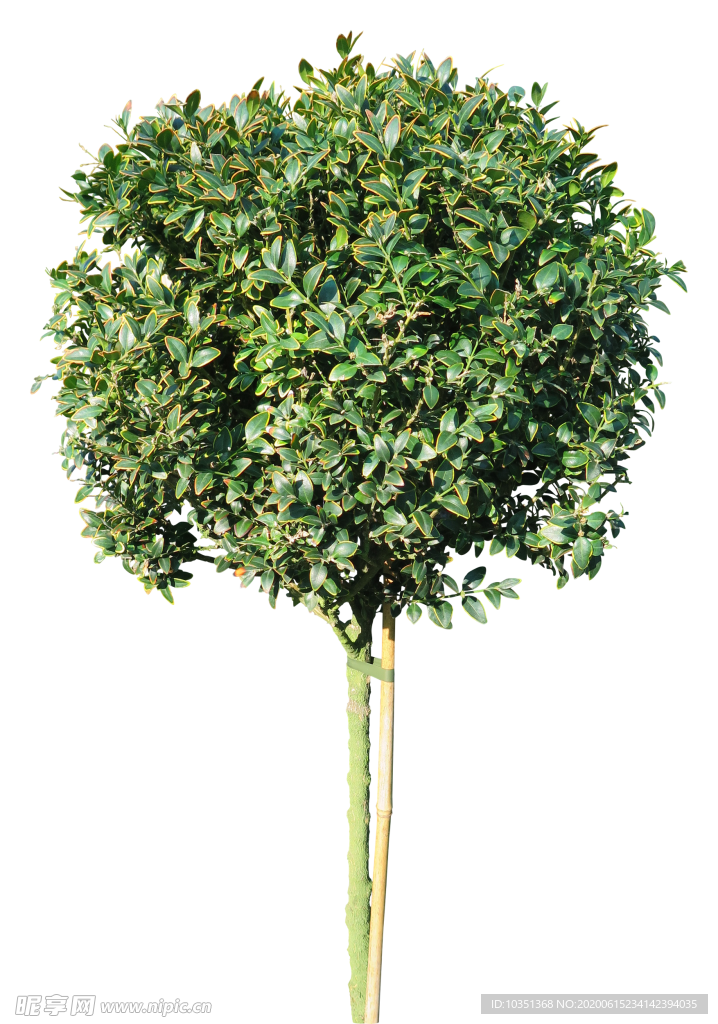 免扣植物树木素材