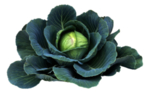 圆白菜 白菜