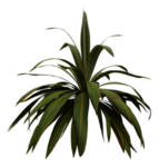 免扣绿叶植物素材