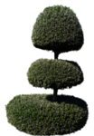 免扣植物树木素材