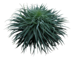 免扣植物树木素材