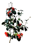 免扣花卉植物素材