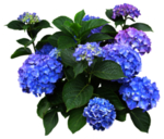 免扣花卉素材