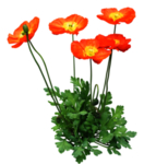 免扣花卉素材
